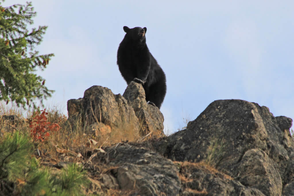 black bear