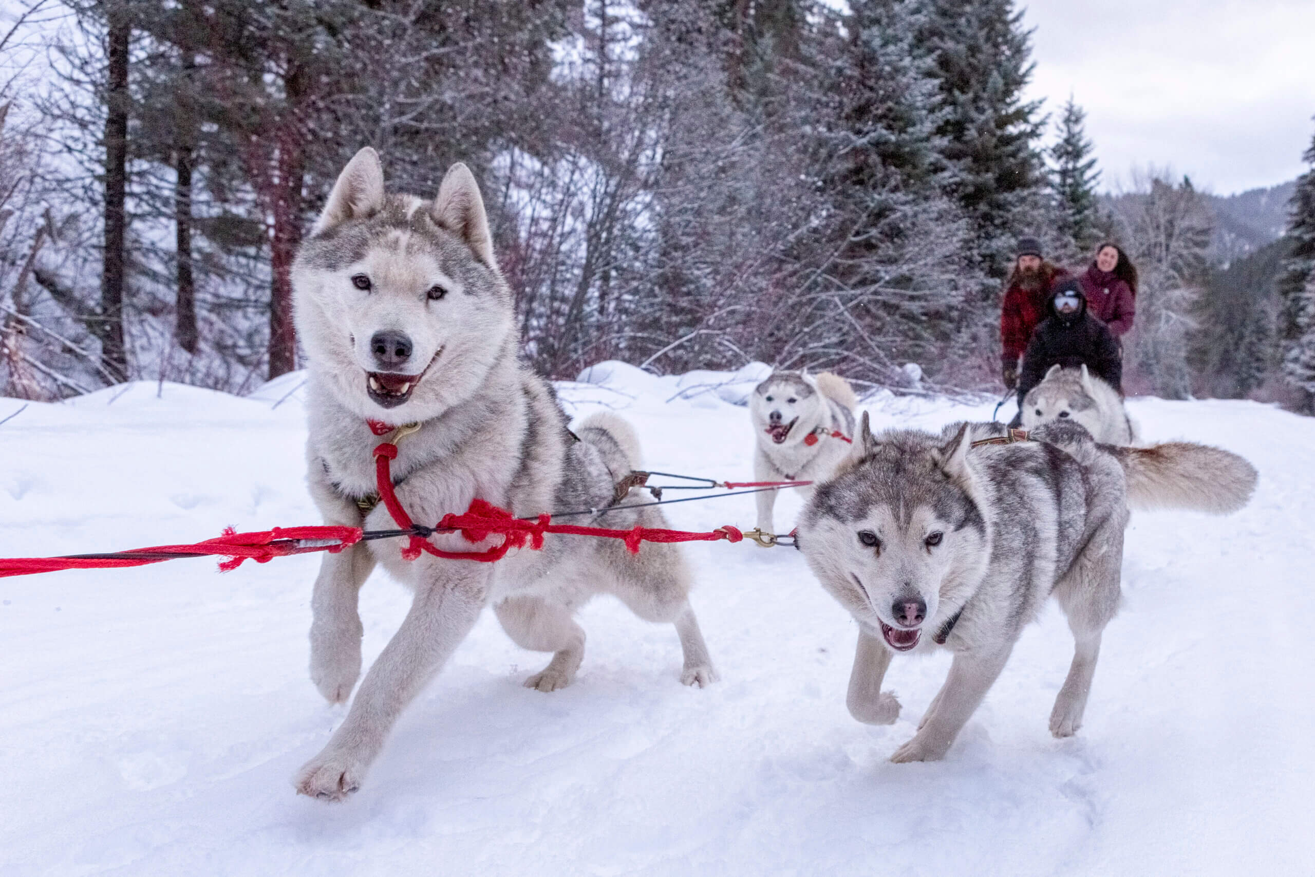 Triple Creek Ranch | Dog Sledding