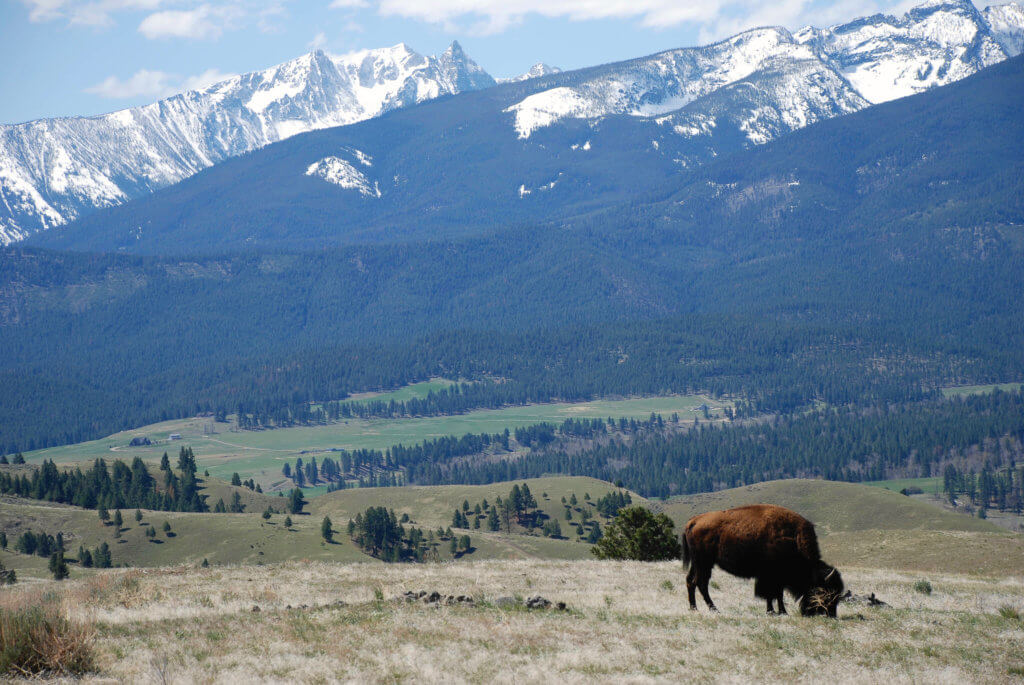 Bison grazing amongst the bitterroot mountains